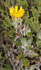 Berkheya coriacea