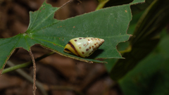 Drymaeus interpunctus