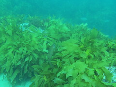 Olisthops cyanomelas