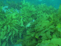 Olisthops cyanomelas