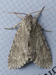 Acronicta americana