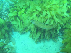 Olisthops cyanomelas