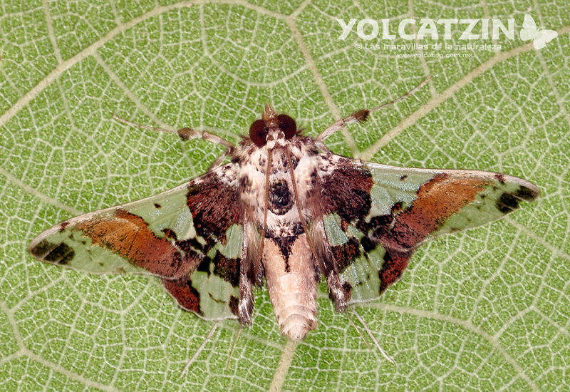 Syngamilyta