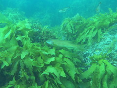 Olisthops cyanomelas