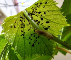 Aphis illinoisensis