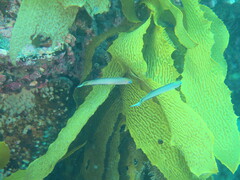 Trachinops noarlungae