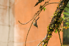 Campylorhynchus zonatus