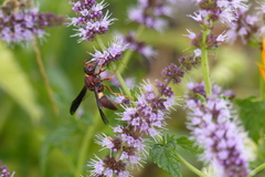 Euodynerus crypticus