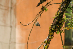 Campylorhynchus zonatus