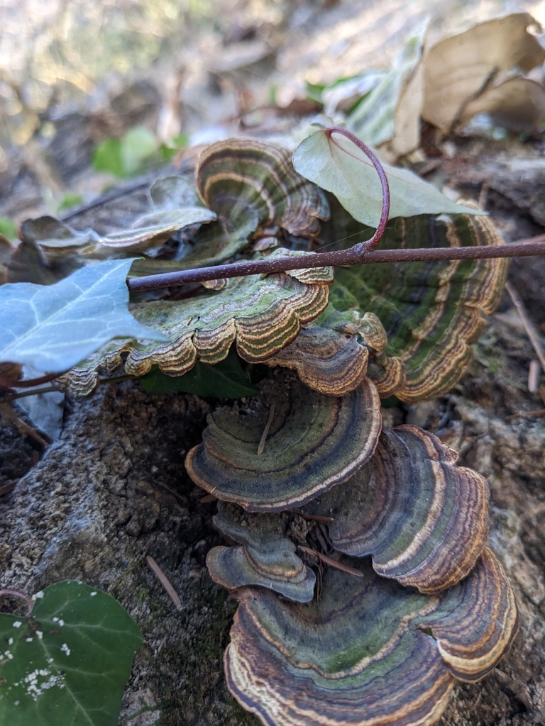 Microporus affinis · January 2023 · photo: © munenori_yamakawa (iNaturalist, cc-by)