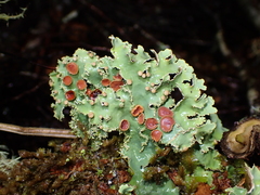 Pseudocyphellaria glabra