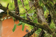 Campylorhynchus zonatus