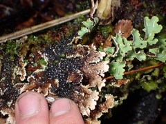 Pseudocyphellaria glabra