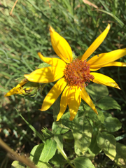 Asteraceae