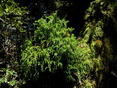 Phlegmariurus varius