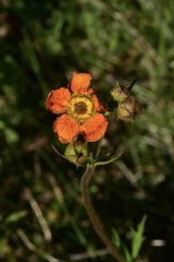 Geum quellyon
