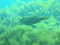 Heteroscarus acroptilus