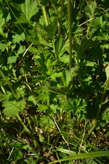 Geum quellyon