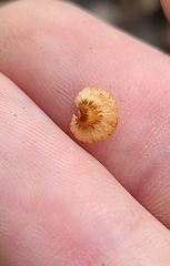 Chaetocalathus cocciformis