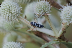 Balacha melanocephala
