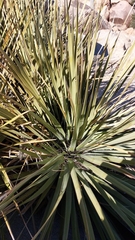 Nolina bigelovii