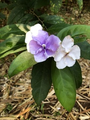 Brunfelsia pauciflora