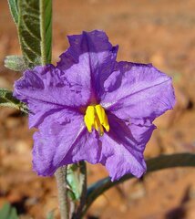 Solanum piceum