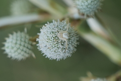 Misumenops