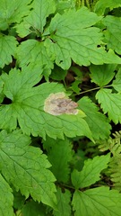 Phytomyza actaeivora