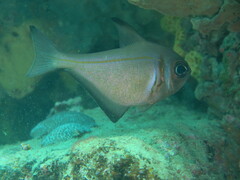 Pempheris klunzingeri