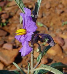 Solanum piceum