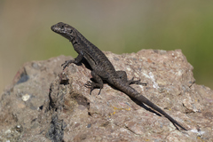 Liolaemus scorialis
