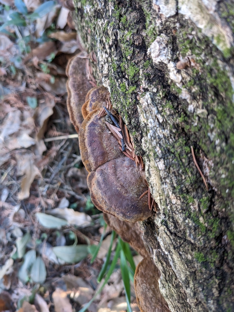 Fuscoporia gilva · January 2023 · photo: © munenori_yamakawa (iNaturalist, cc-by)