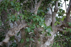 Pisonia subcordata