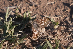Burnsius orcynoides