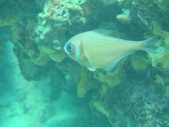 Pempheris klunzingeri