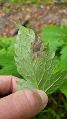 Phytomyza actaeivora