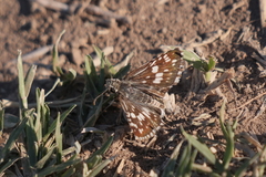 Burnsius orcynoides