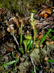 Abrotanella linearis
