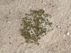 Lithophila muscoides