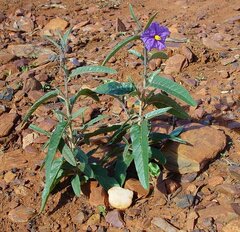 Solanum piceum