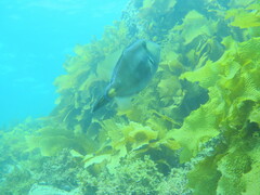 Meuschenia freycineti