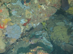 Pempheris klunzingeri