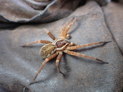 Dolomedes dondalei