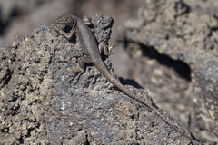 Liolaemus scorialis