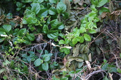 Amphilophium lactiflorum