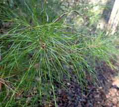 Pinus glabra