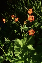 Geum quellyon