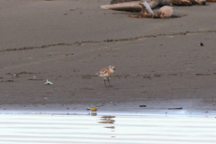 Pluvialis squatarola