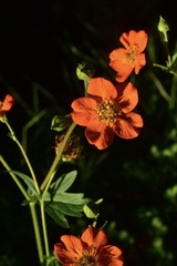 Geum quellyon